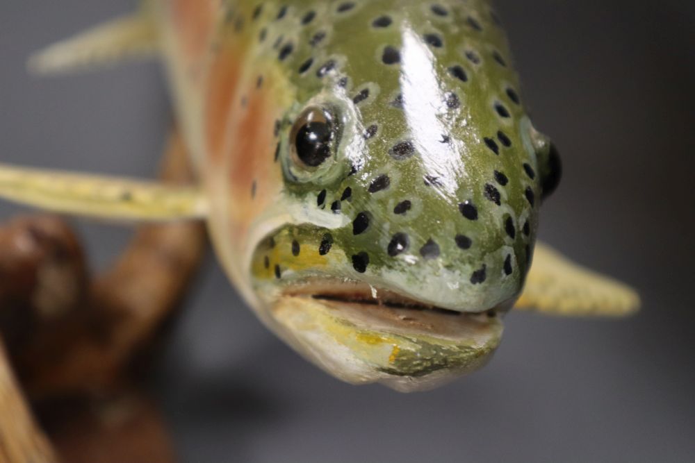 A painted wood model of a fish, 54cm